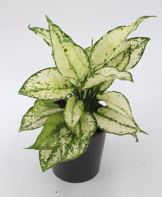 Aglaonema 'White Kiwi' Image 1