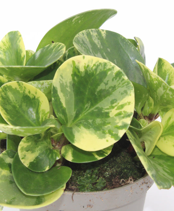 Peperomia obtusifolia 'Green Gold' Image 2
