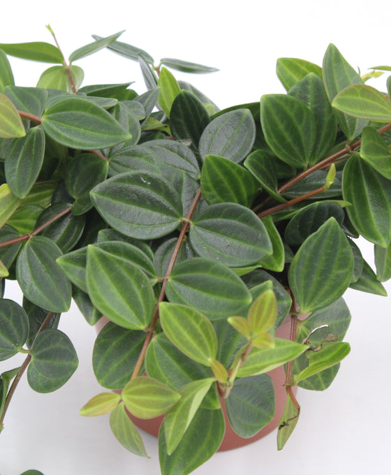 Peperomia quadrangularis 'Rocca Scuro' Image 1