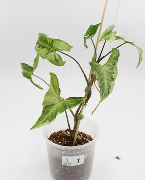 Syngonium podophyllum 'Three Kings'