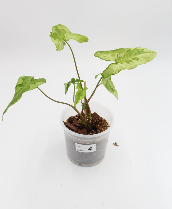 Syngonium podophyllum 'Three Kings' Image 4