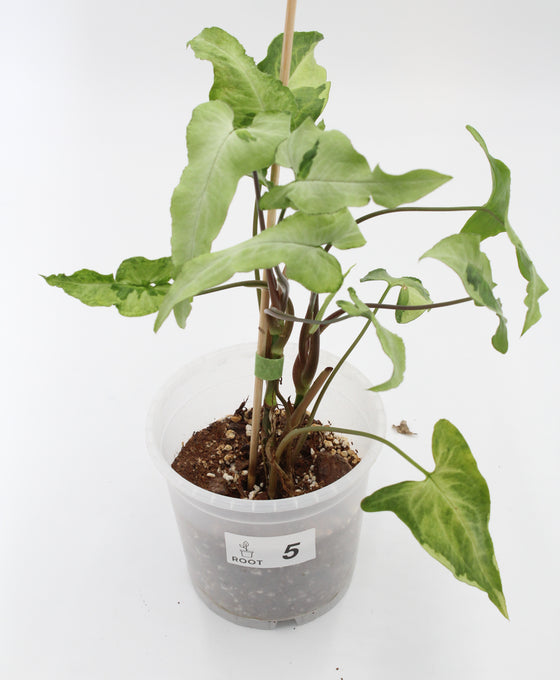 Syngonium podophyllum 'Three Kings' Image 5