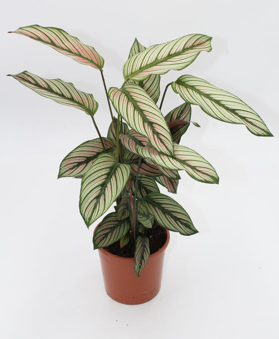 Calathea 'White Star' Image 3