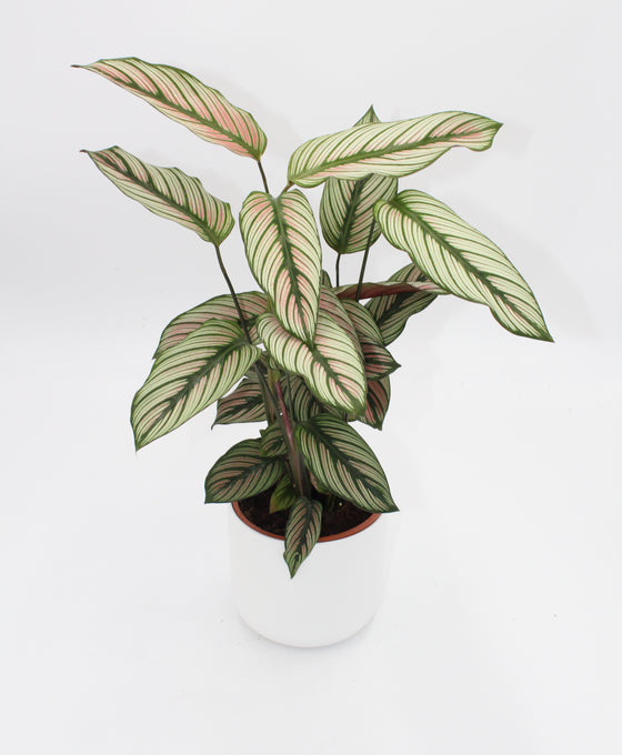 Calathea 'White Star' Image 4