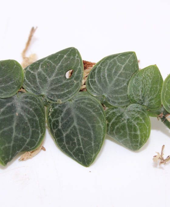 Rhaphidophora cryptantha Image 2