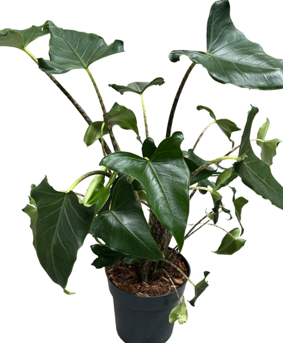 Alocasia zebrina 'Siberian Tiger' Image 1