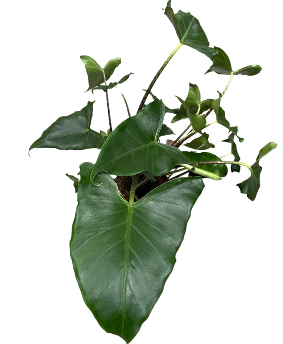 Alocasia zebrina 'Siberian Tiger' Image 2