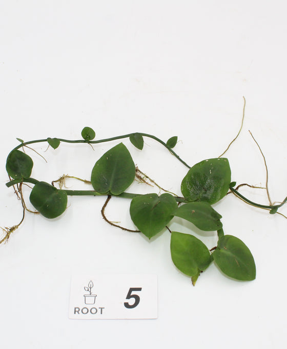 Rhaphidophora hayi Image 5