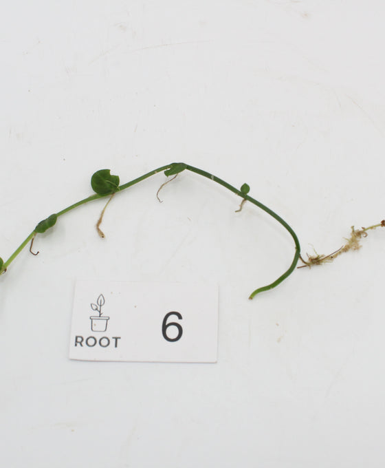 Rhaphidophora hayi Image 6