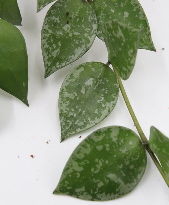 Hoya krohniana 'Splash' Image 3