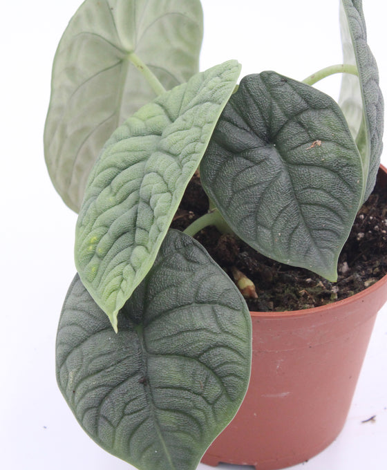 Alocasia melo Image 1