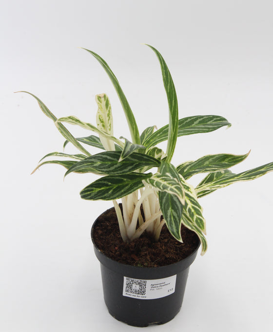 Aglaonema 'Zebra Feathers' Image 2