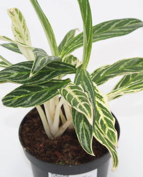 Aglaonema 'Zebra Feathers'