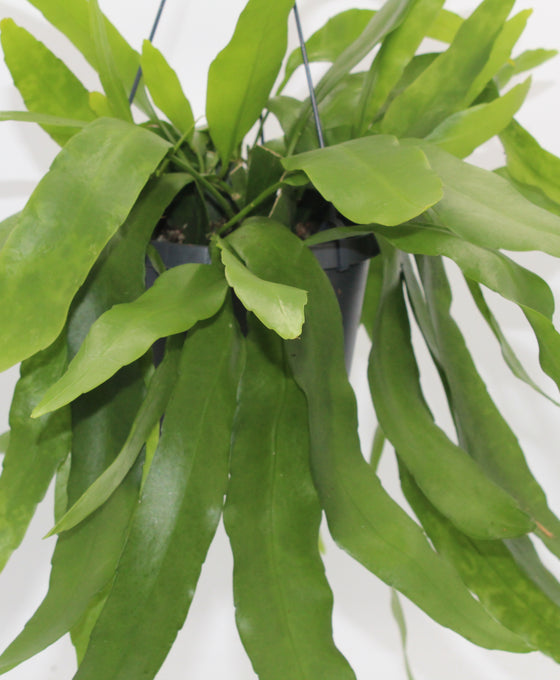 Epiphyllum pumilum Image 2