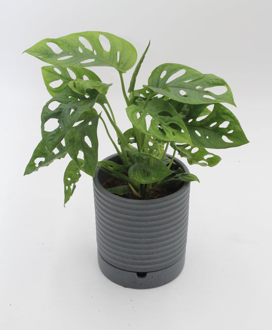 Luna Pot and Saucer Image 5