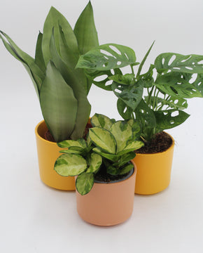Series planter