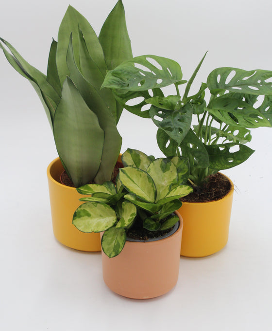 Series planter Image 1