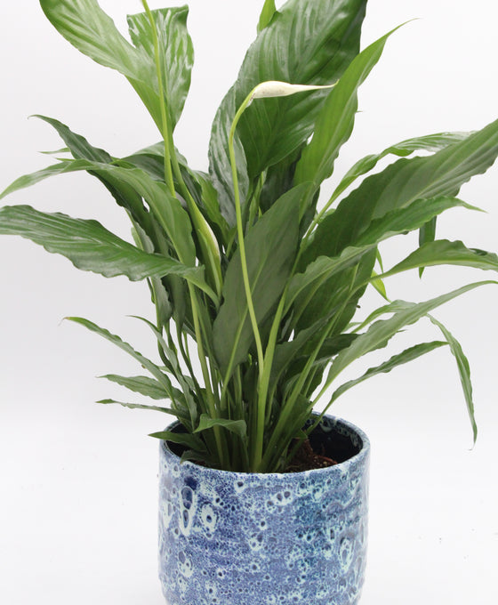 Reactive Glaze Pot Image 4