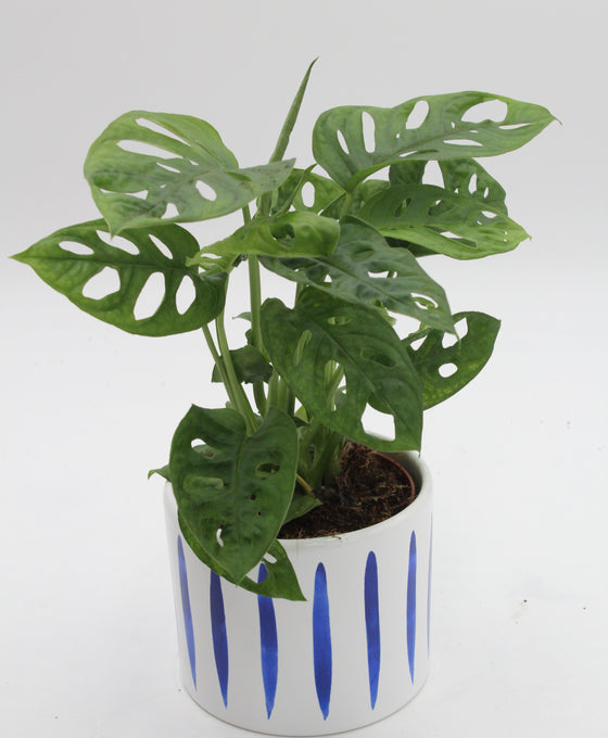 Panza Ocean Planter Image 2