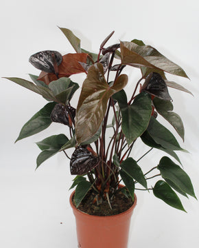 Anthurium andraeanum 'Black Beauty'