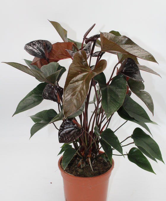 Anthurium andraeanum 'Black Beauty' Image 1