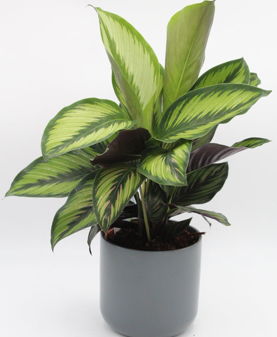 Calathea 'Beauty Star' Image 4