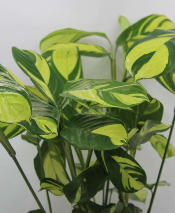 Ctenanthe lubbersiana Image 3