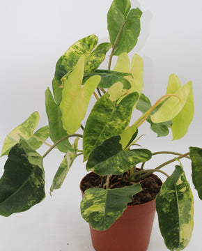 Philodendron burle-marxii