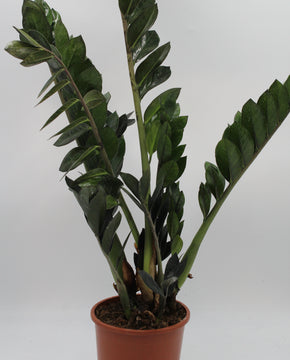 Zamioculcas zamiifolia 'Super Nova'