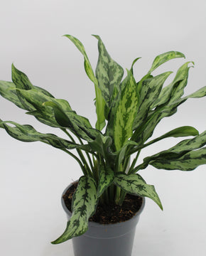 Aglaonema 'Miss Juliette'