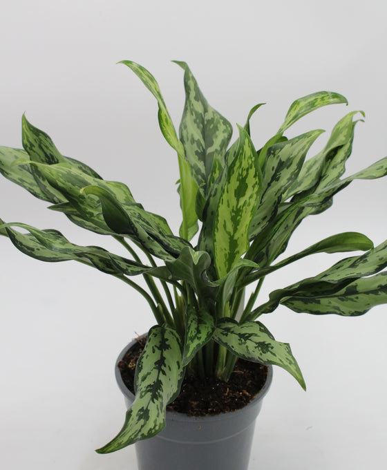 Aglaonema 'Miss Juliette' Image 1