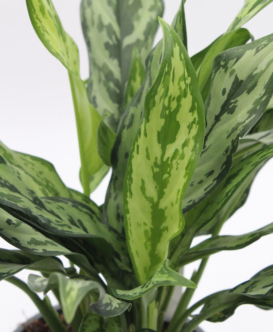 Aglaonema 'Miss Juliette' Image 2