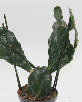 Opuntia tuna
