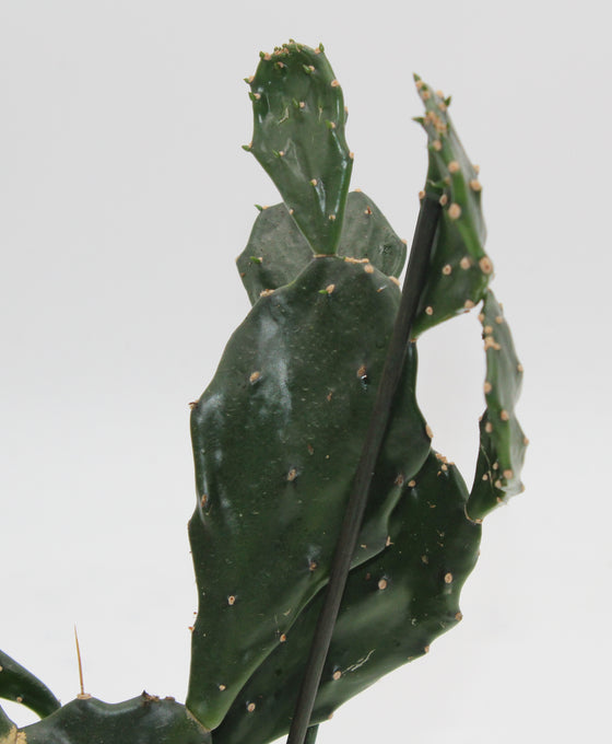 Opuntia tuna Image 2