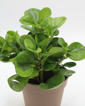 Peperomia obtusifolia 'Lemon Lime'