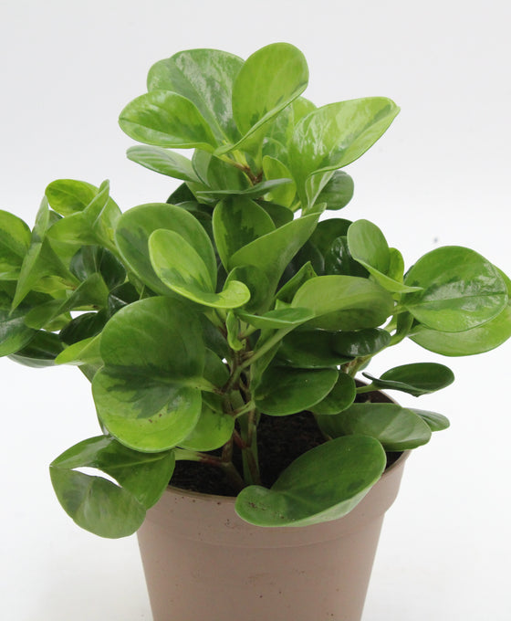 Peperomia obtusifolia 'Lemon Lime' Image 1
