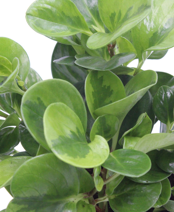 Peperomia obtusifolia 'Lemon Lime' Image 2