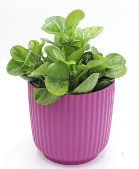 Peperomia obtusifolia 'Lemon Lime' Image 3