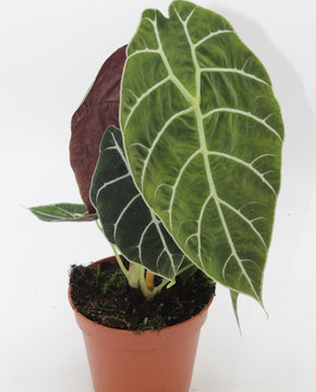 Alocasia longiloba ‘Watsoniana’