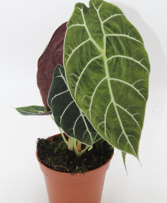 Alocasia longiloba ‘Watsoniana’ Image 1