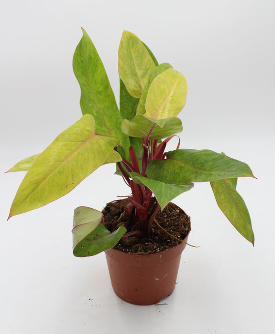Philodendron ‘Painted Lady’ Image 3