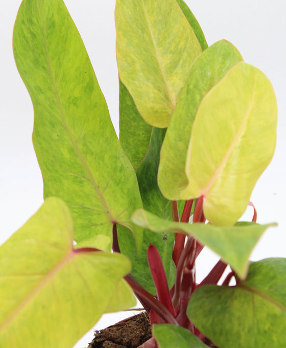 Philodendron ‘Painted Lady’ Image 4