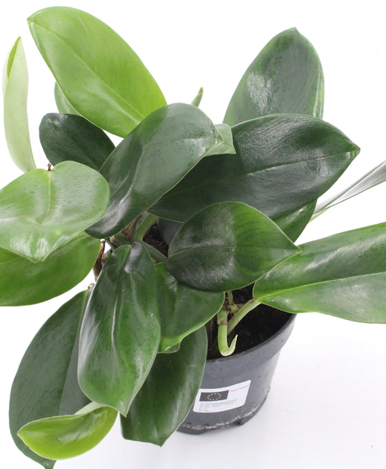 Rhaphidophora hongkongensis Image 1
