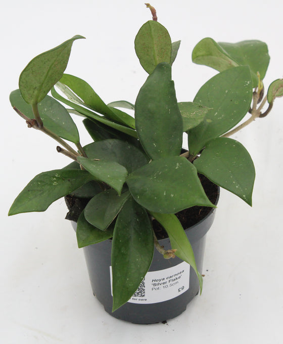 Hoya carnosa 'Silver Flake' Image 3