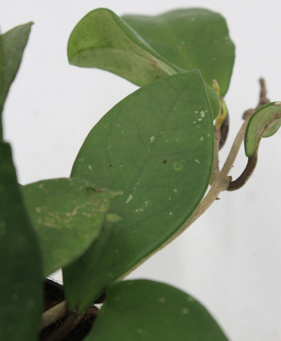 Hoya carnosa 'Silver Flake' Image 2