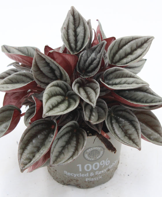 Peperomia caperata 'Mendoza' Image 2