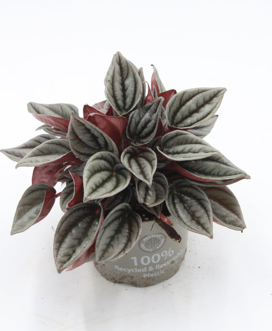 Peperomia caperata 'Mendoza' Image 3