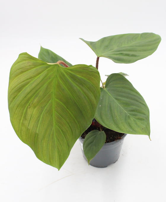 Philodendron sp. 'Fuzzy Petiole' Image 5