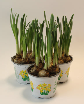 Narcissus 'Jetfire'