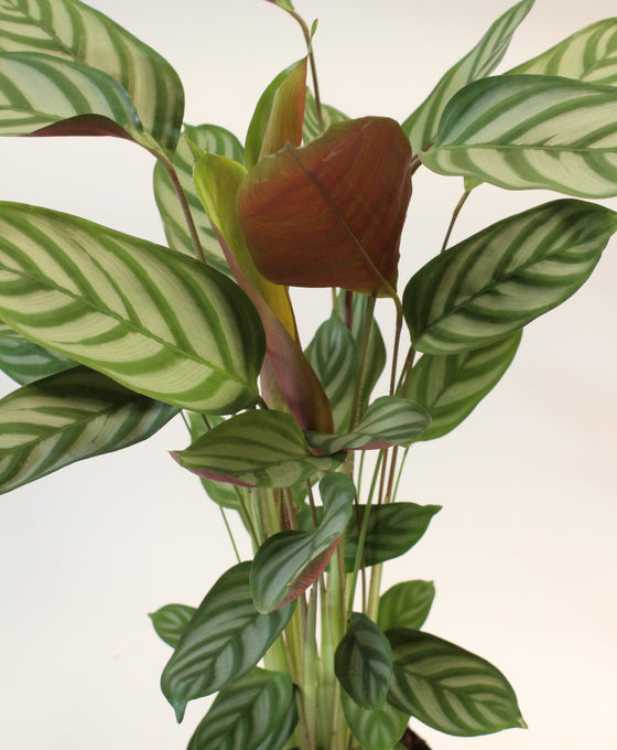 Ctenanthe setosa 'Exotica' Image 2